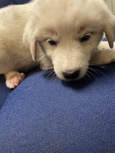 Denali