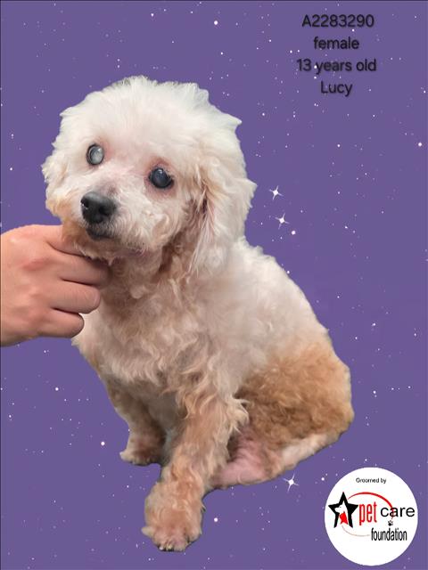 Lucy