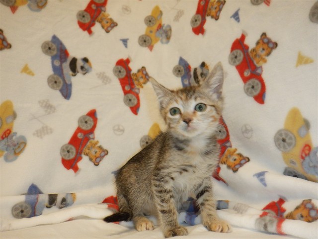 Tabitha