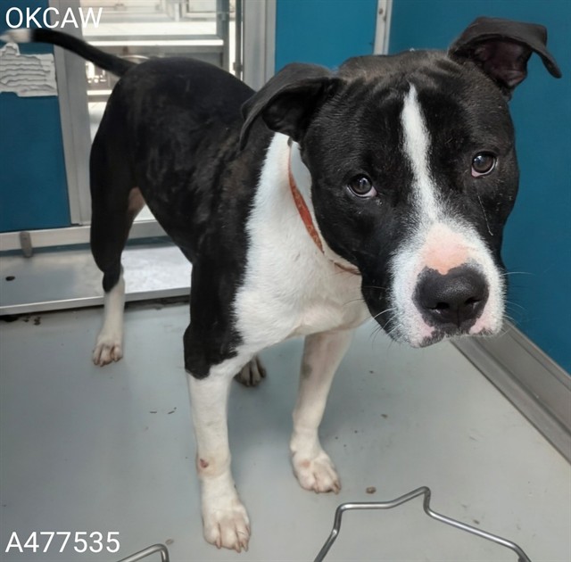Adoptable Dog
