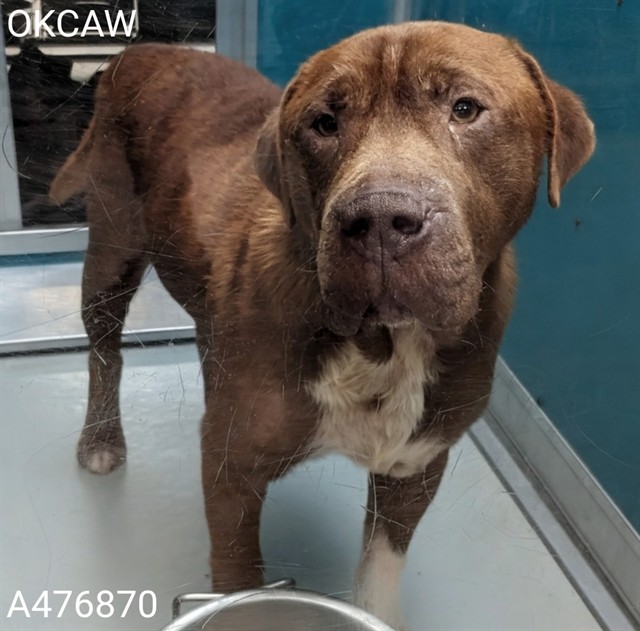 Adoptable Dog