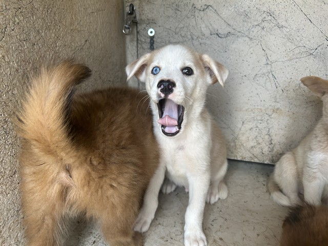 Adoptable Dog