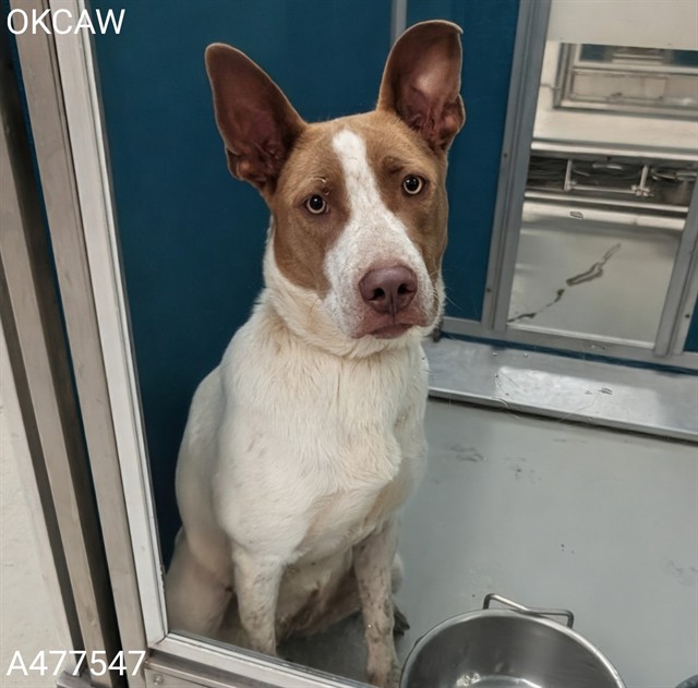 Adoptable Dog