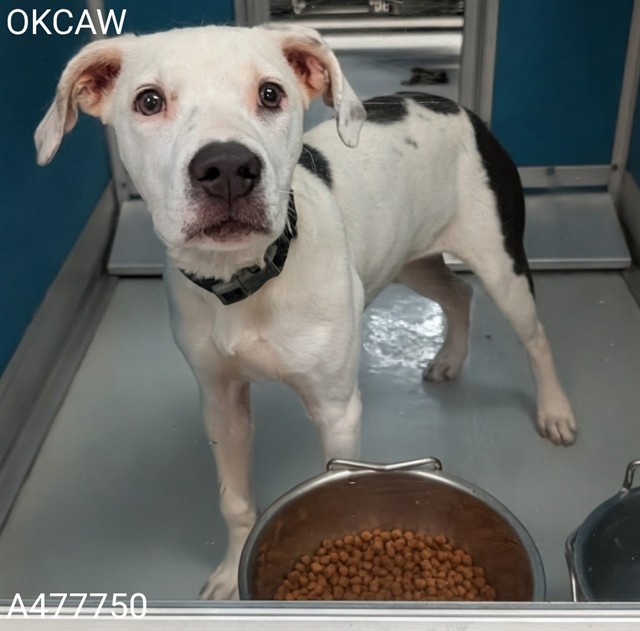 Adoptable Dog