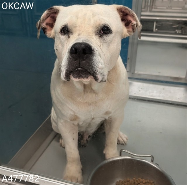 Adoptable Dog