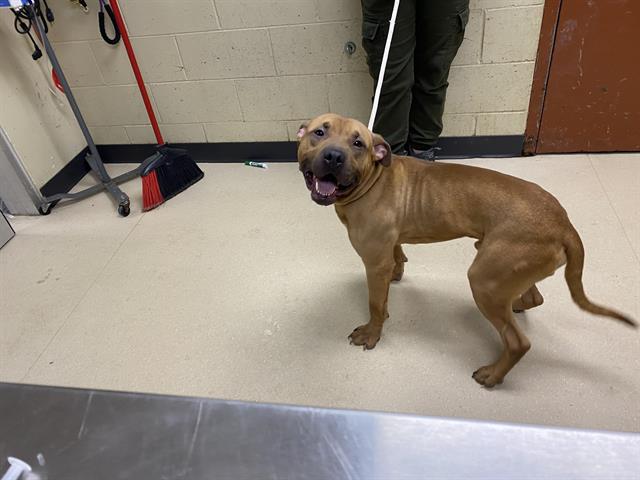 Adoptable Dog