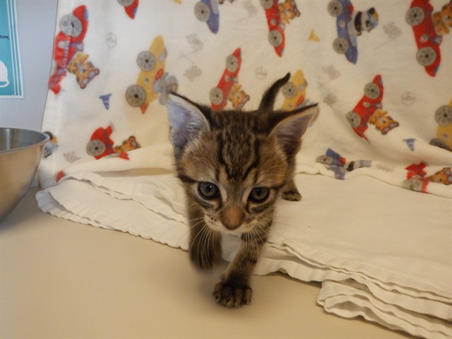 Adoptable Cat