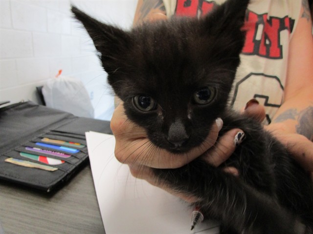 Adoptable Cat