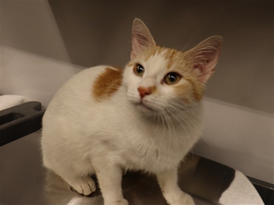 Adoptable Cat