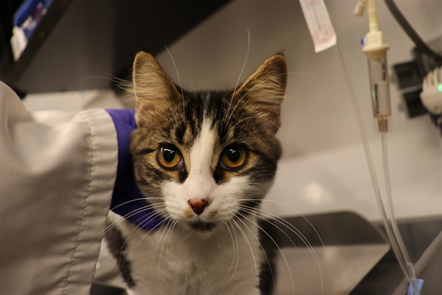 Adoptable Cat