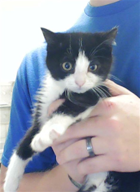 Mittens