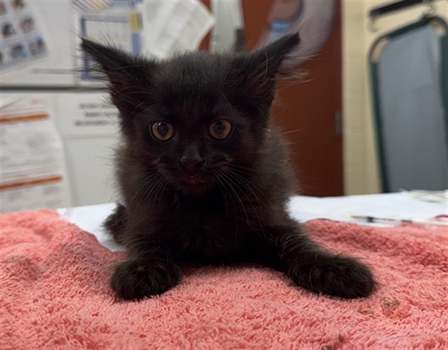Salem