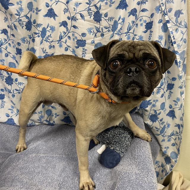 Adoptable Dog