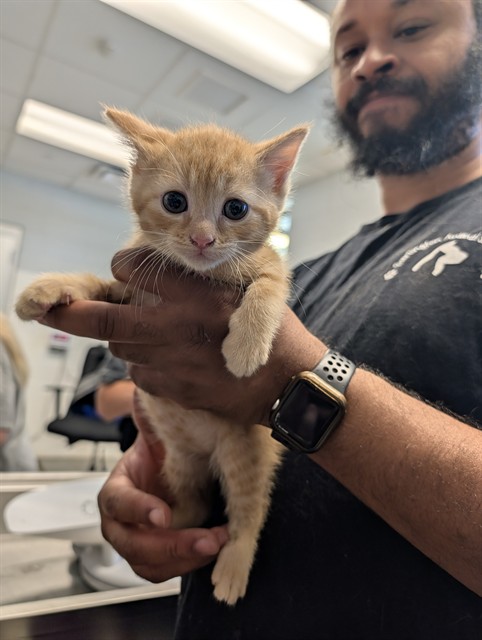 Garfield
