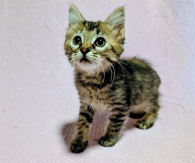 Mitz