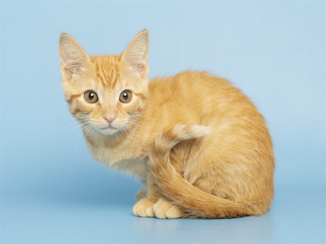 Tangelo