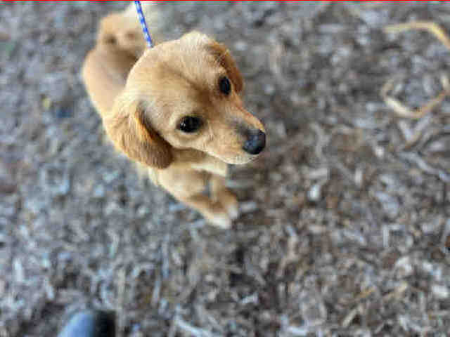 Milo