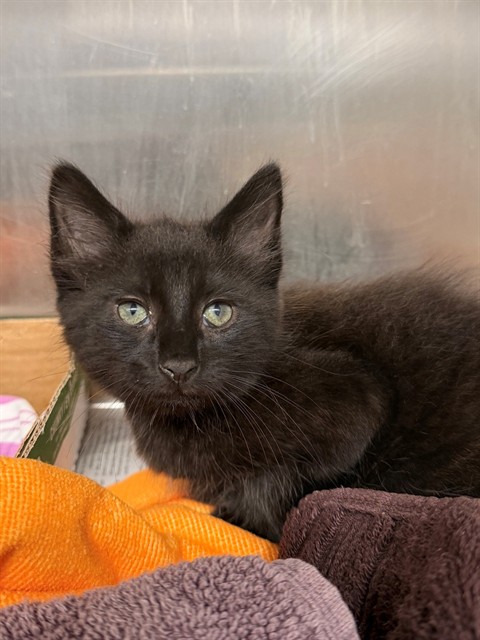 Zorro