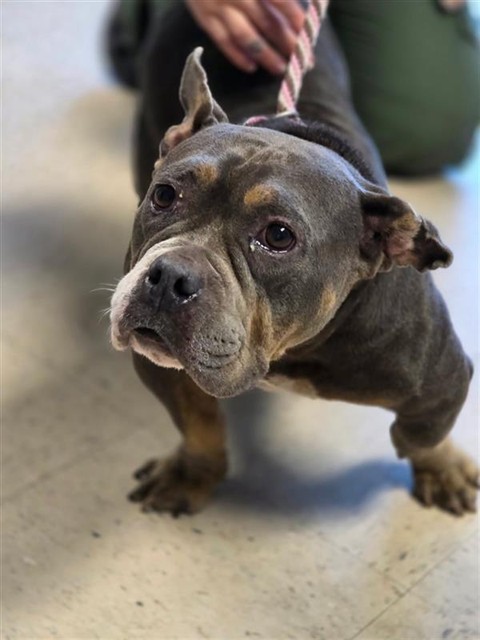Adoptable Dog