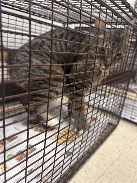 Adoptable Cat