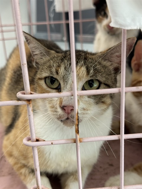 Adoptable Cat