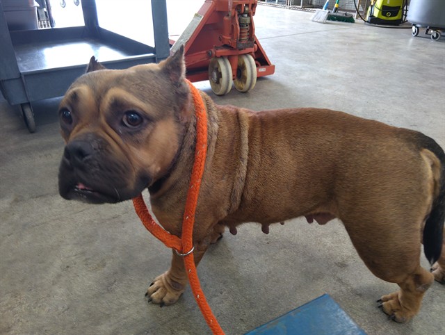 Adoptable Dog