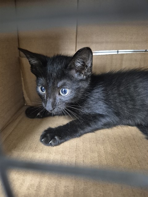 Adoptable Cat
