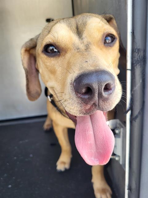 Adoptable Dog