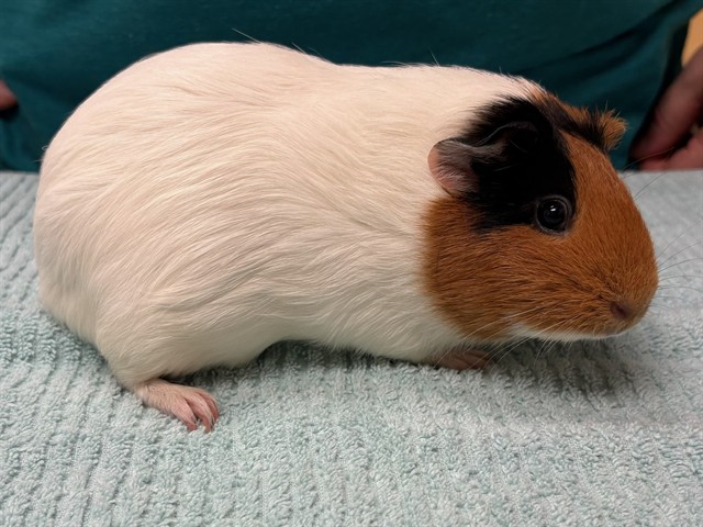 Sundae