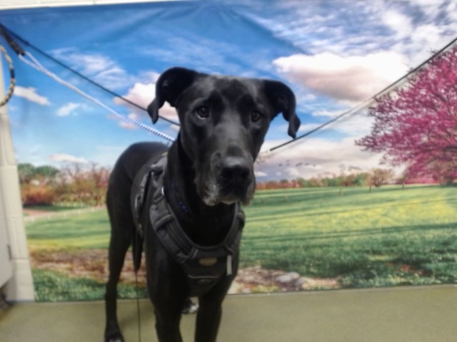 Adoptable Dog