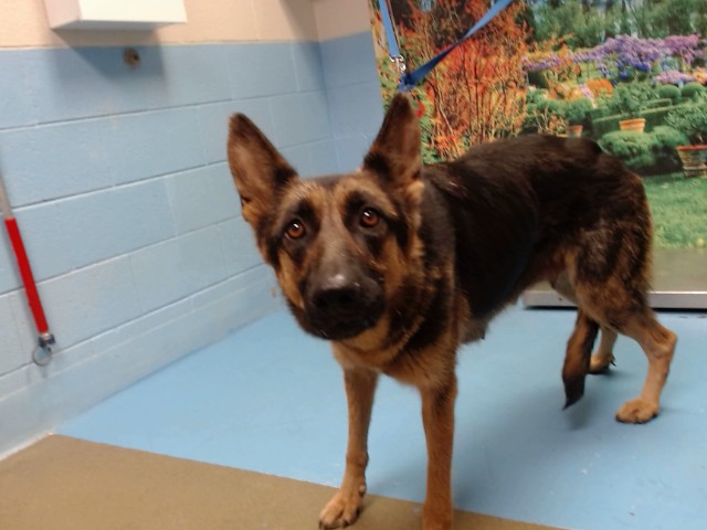 Adoptable Dog