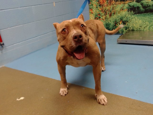 Adoptable Dog