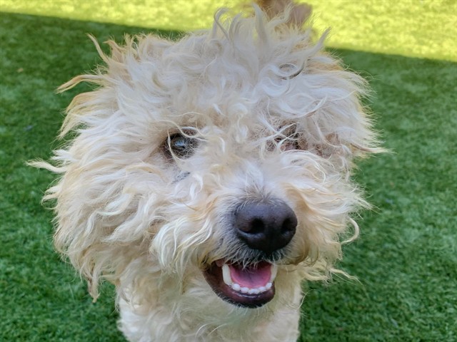 Adoptable Dog