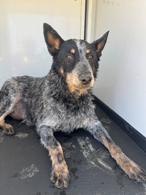 Adoptable Dog