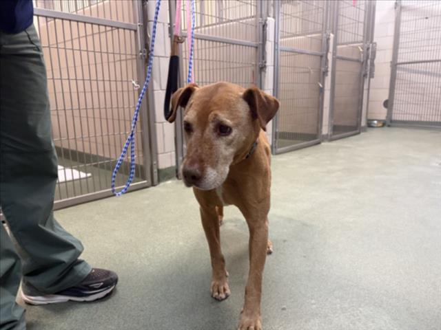 Adoptable Dog