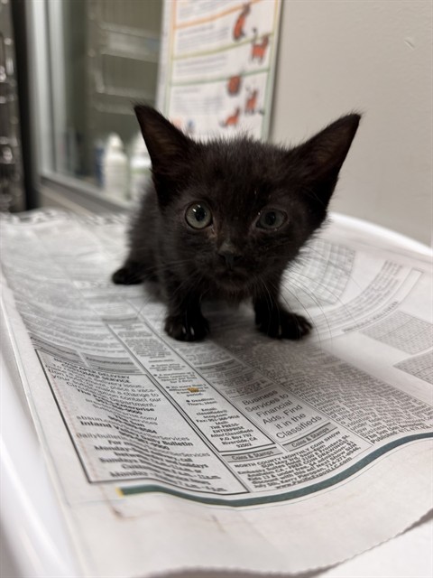 Salem