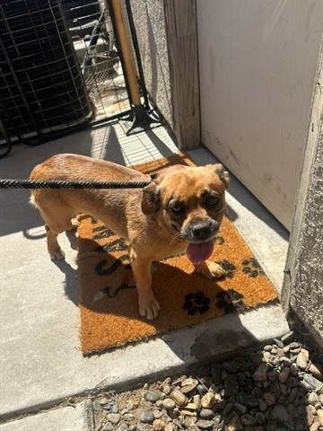 Biscuit