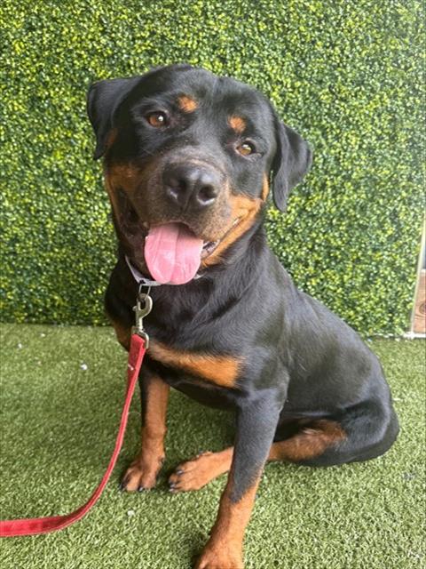 Adoptable Dog