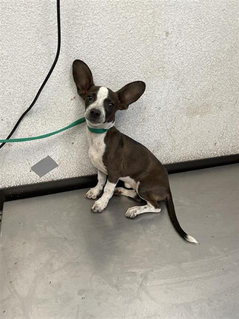 Adoptable Dog