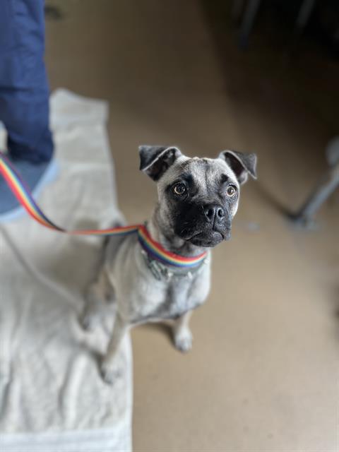 Adoptable Dog