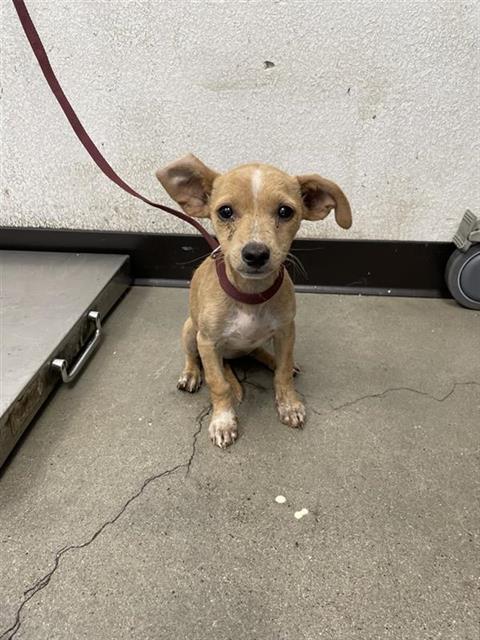 Adoptable Dog