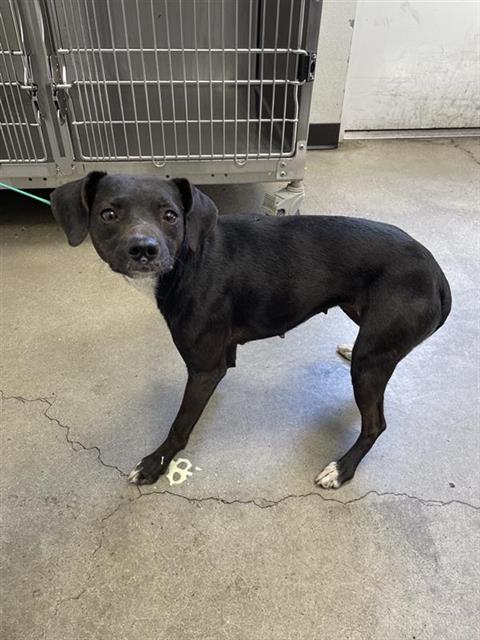 Adoptable Dog