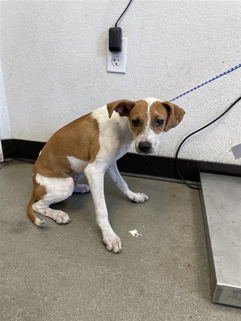 Adoptable Dog