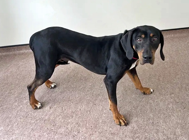 Duke