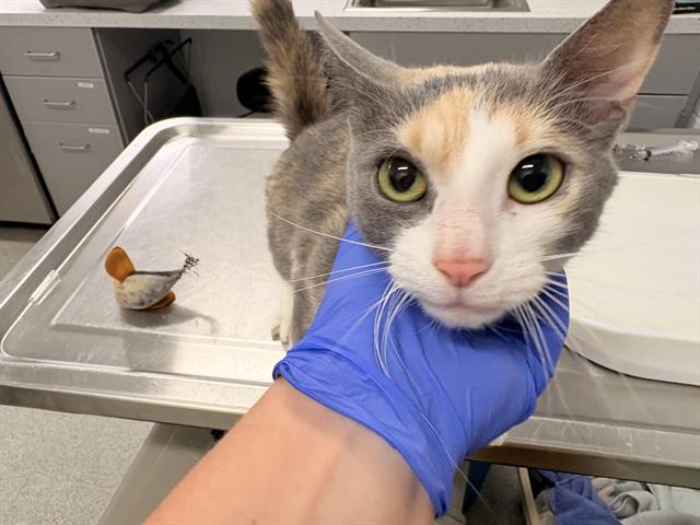 Sweet