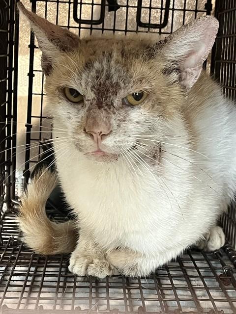 Adoptable Cat