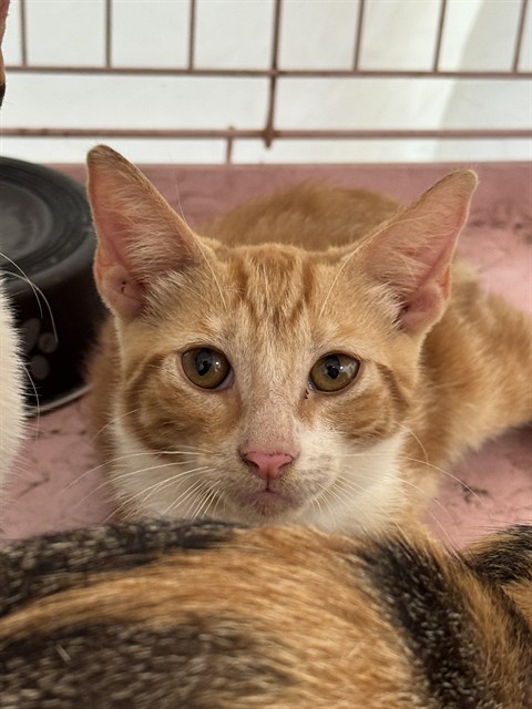 Adoptable Cat