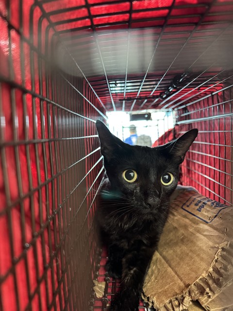Adoptable Cat