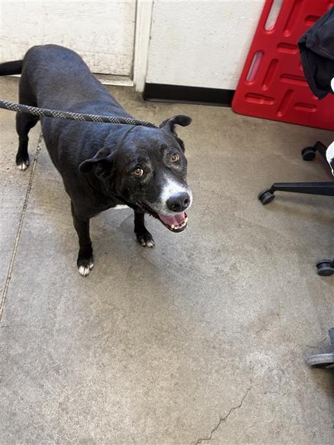 Adoptable Dog
