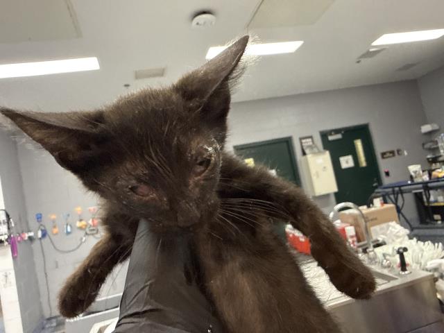 Adoptable Cat